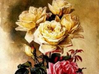 Eroottinen videokeskustelu cowtitts