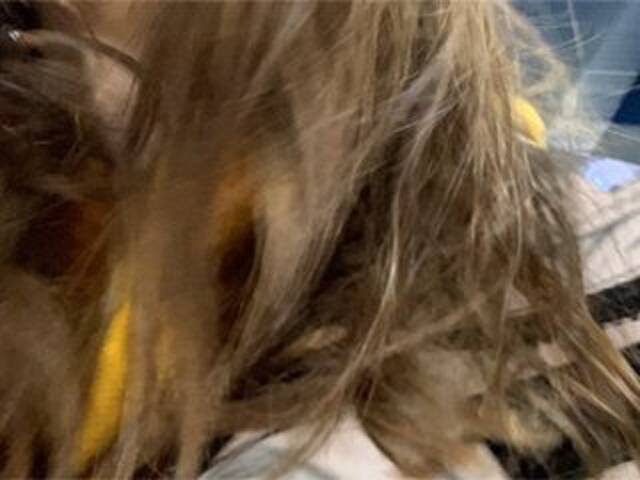 Lähettää kuvakaappauksia Eliness