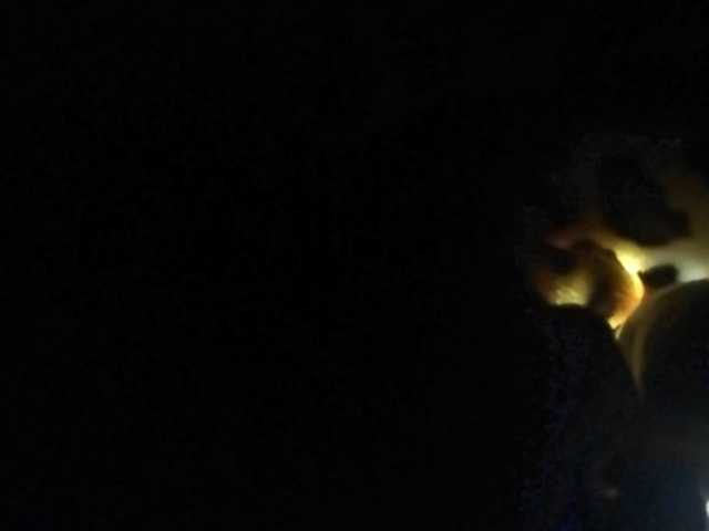 Lähettää kuvakaappauksia Dellis