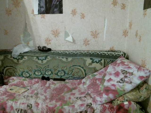 Lähettää kuvakaappauksia kar0linaa666