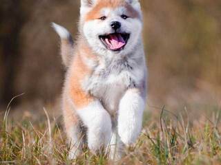 Eroottinen videokeskustelu Val309a